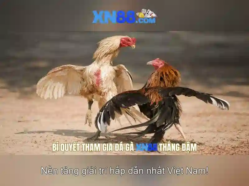 Khám phá XN88